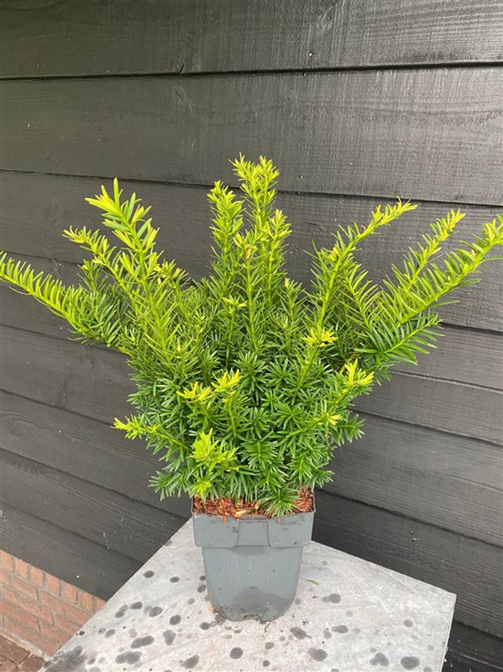 Taxus media 'Farmen' - C2 55-60 CM