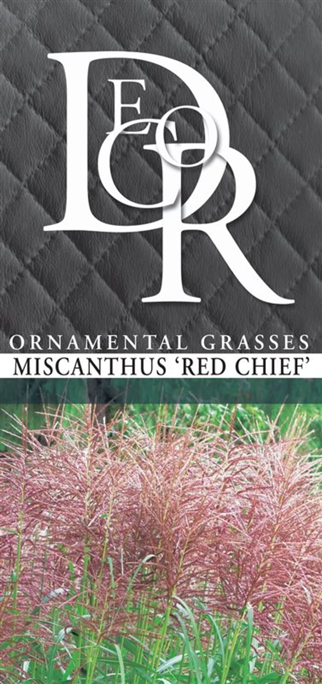 Miscanthus sin. 'Red Chief' - C10