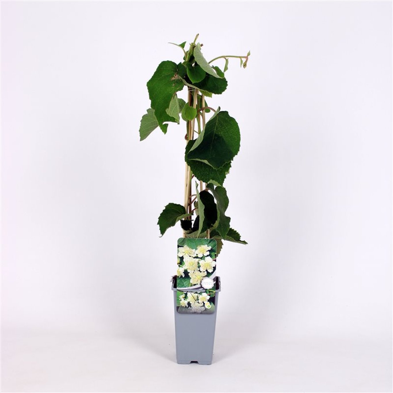 Actinidia d. 'Atlas' - C2 70/+ CM