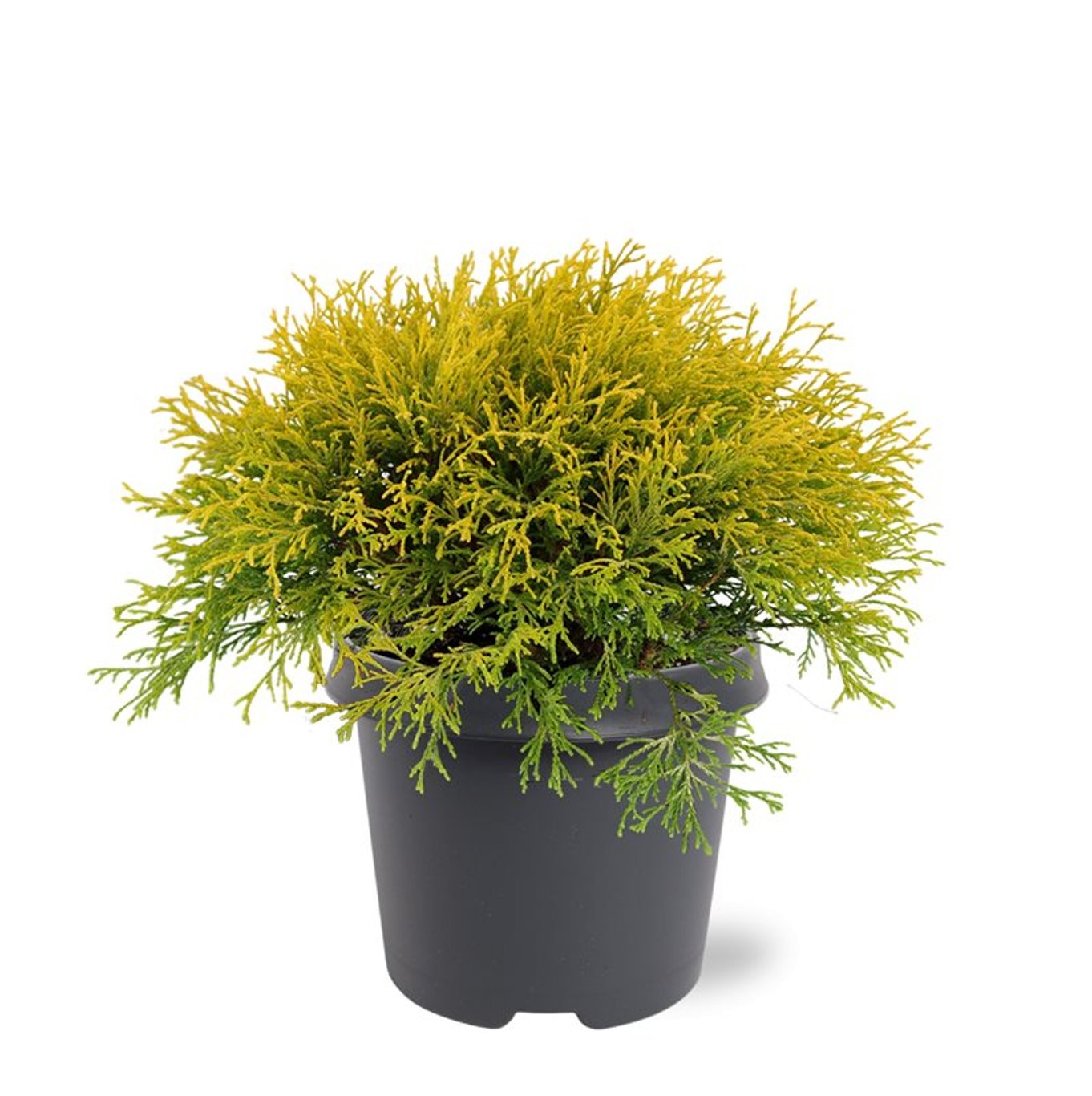 Chamaecyparis p. 'Filifera Aurea' - C5 30-40 CM