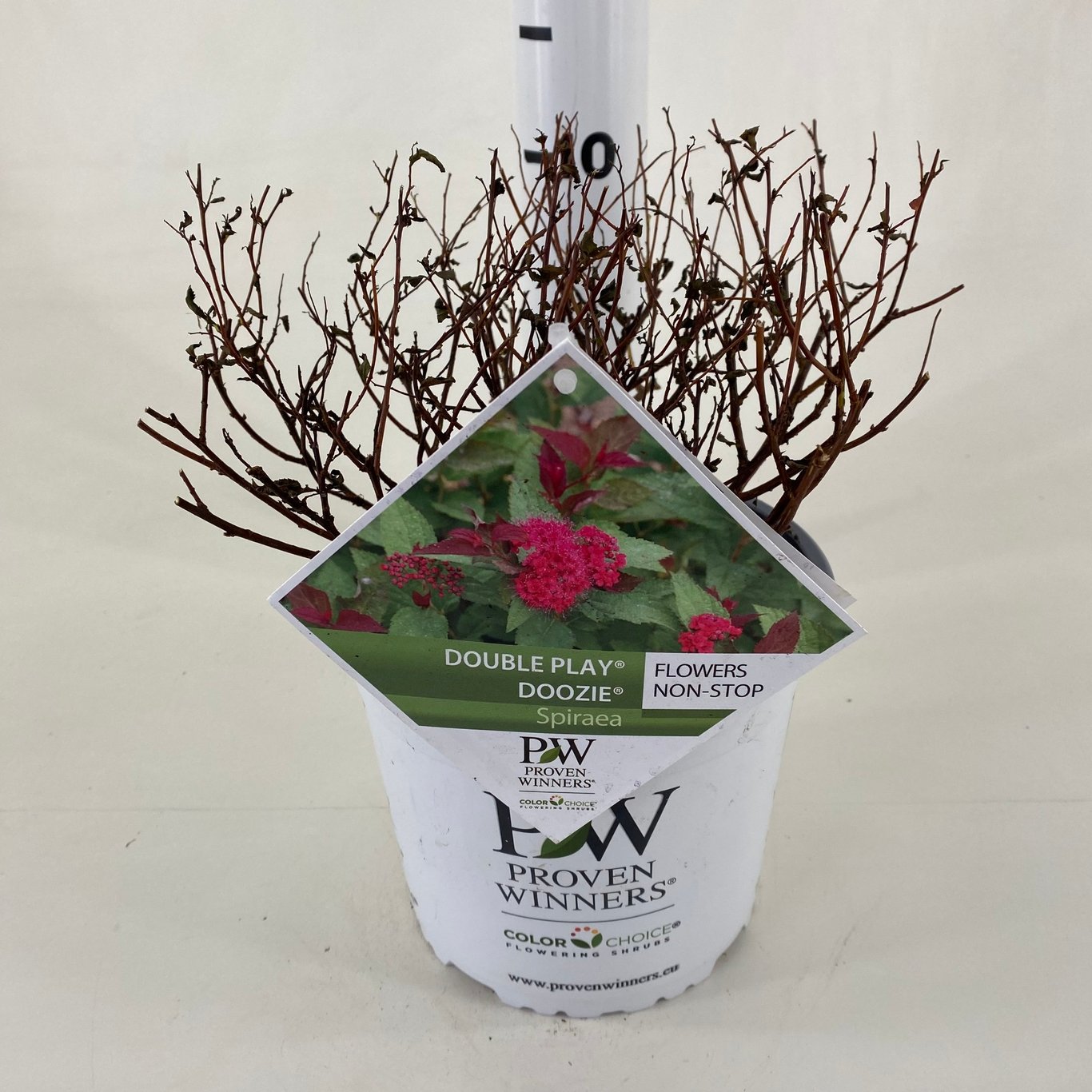 Spiraea 'Double Play Doozie' - C3 20-30 CM