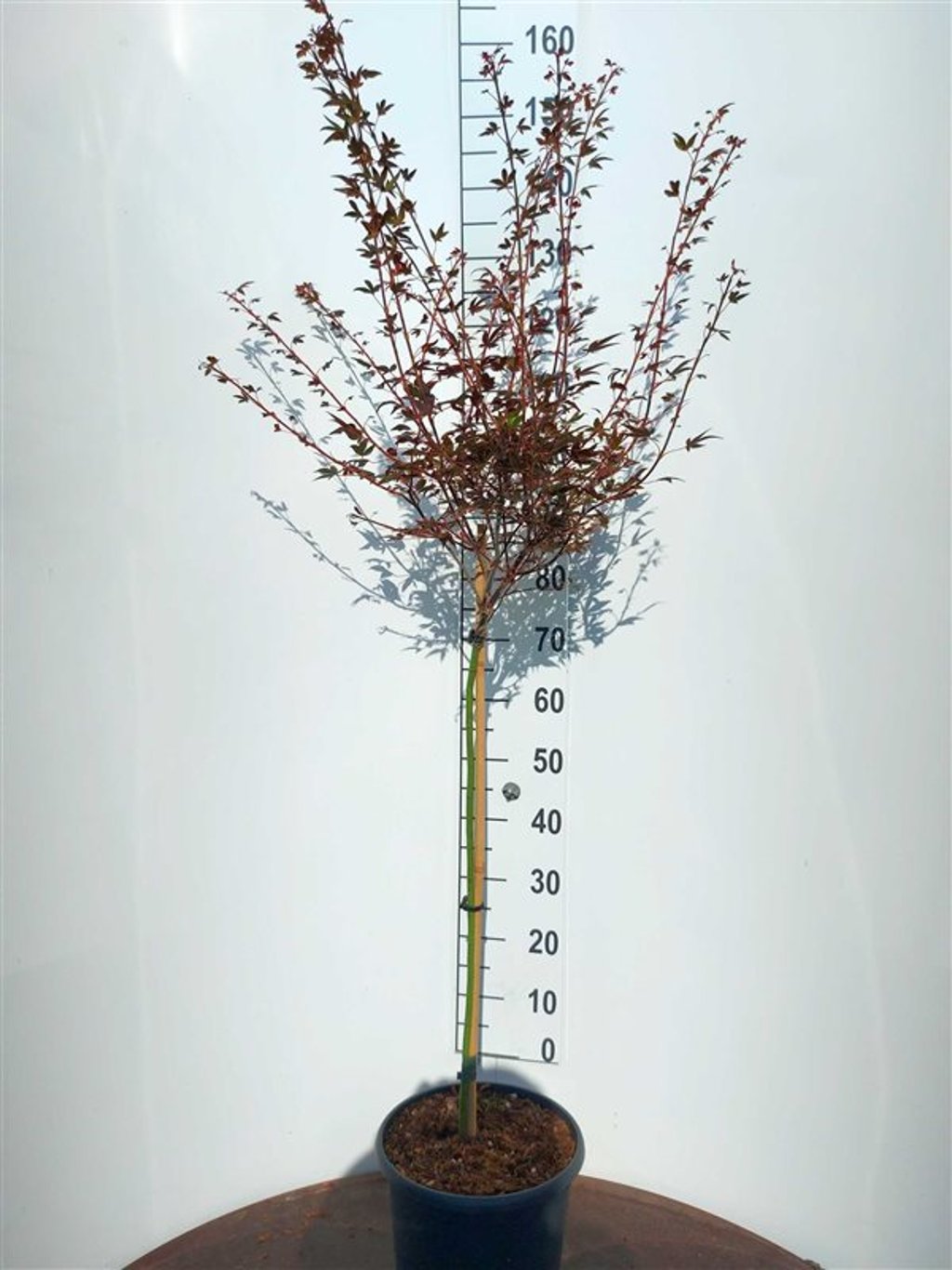 Acer pal. 'Shojo' - 60 CM Stem C10
