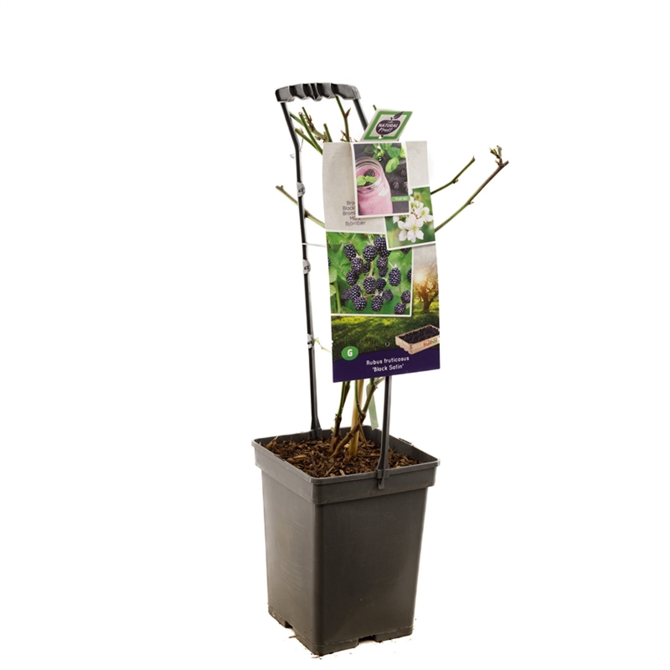 Rubus frut. 'Black Satin' - 50-60 CM Carry Handle C5