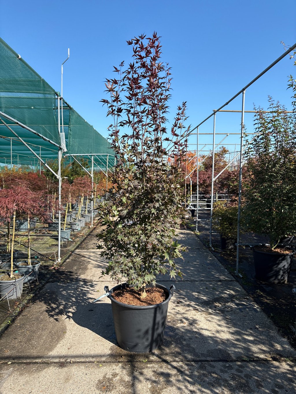 Acer pal. 'Bloodgood' - 250-300 CM in Cont.