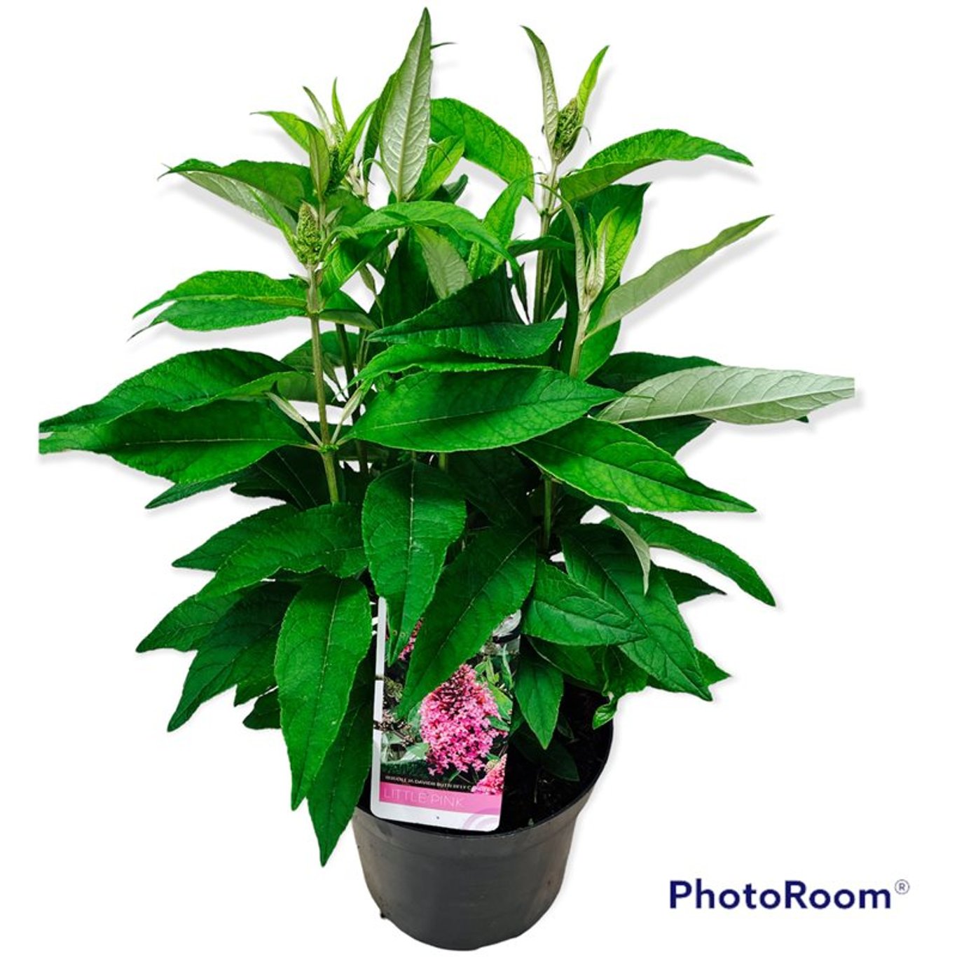 Buddleja d. 'B. Candy Little Pink' - C3