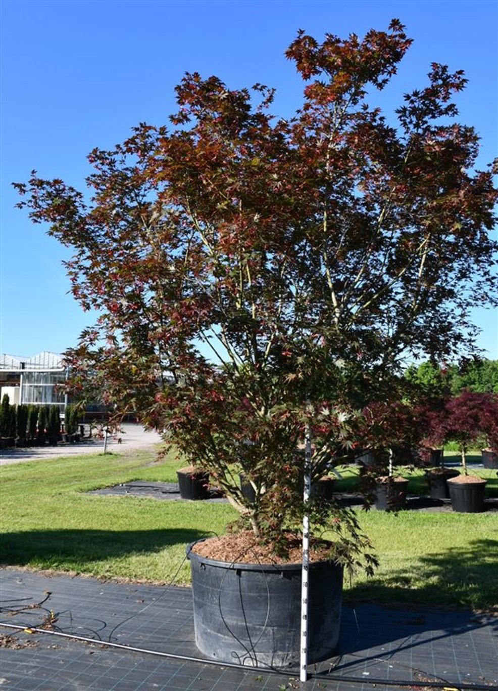 Acer pal. 'Masu-kagami' - C600 300-350 CM