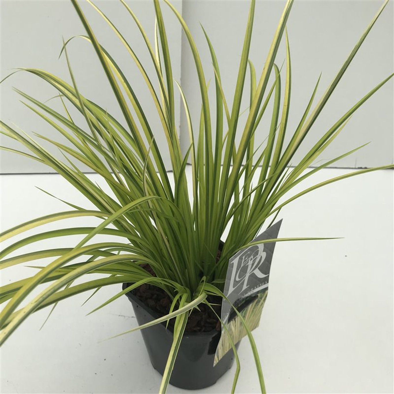Acorus gramineus 'Ogon' - C2