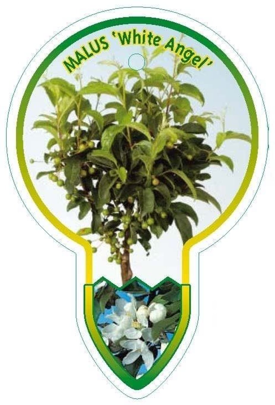 Malus 'White Angel' - 80 CM Stem C5