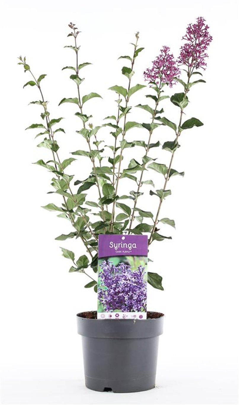 Syringa 'Dark Purple' - C3