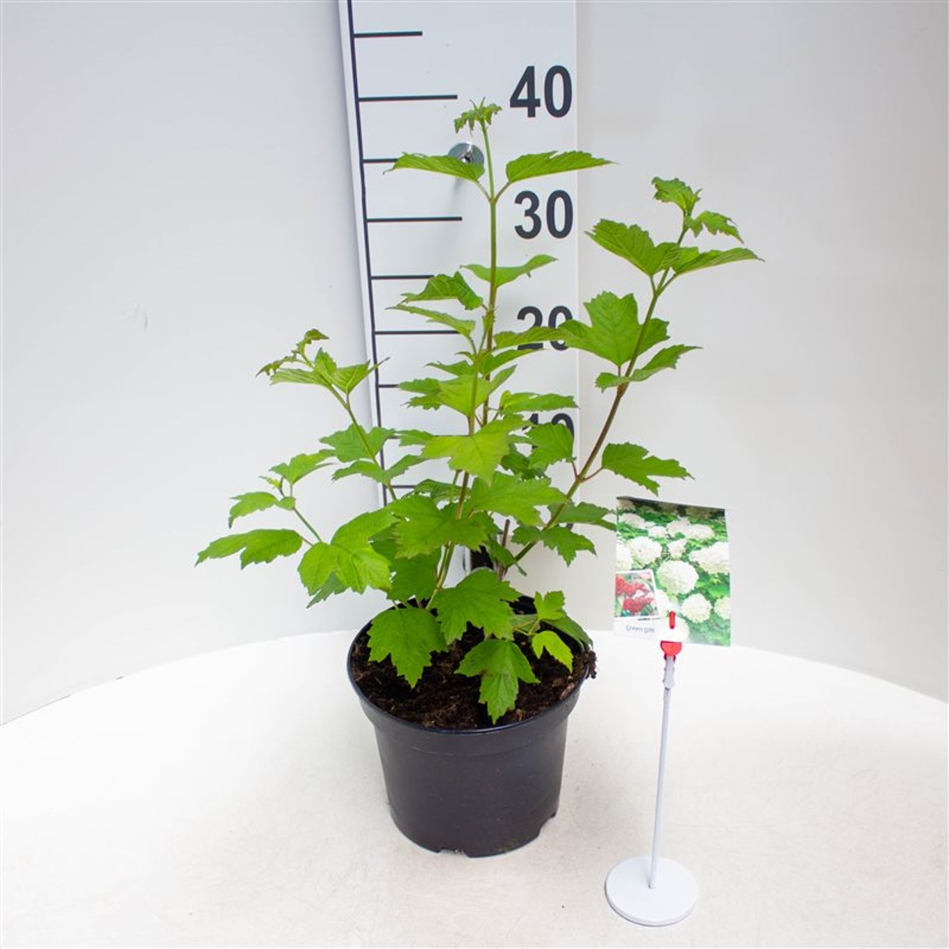 Viburnum opulus 'Roseum' - C3 30-40 CM