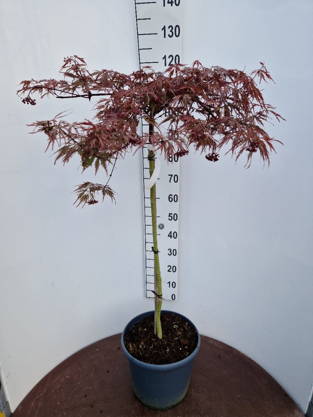 Acer pal. 'Dissectum Nigrum' - 90 CM Stem C20