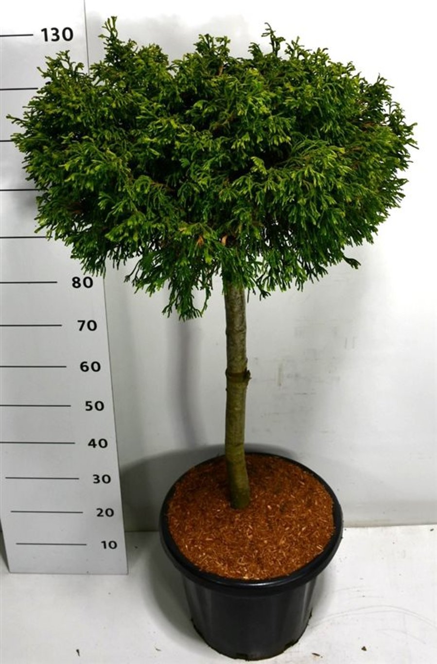 Chamaecyparis l. 'Brégeon' - 75 CM Stem C25