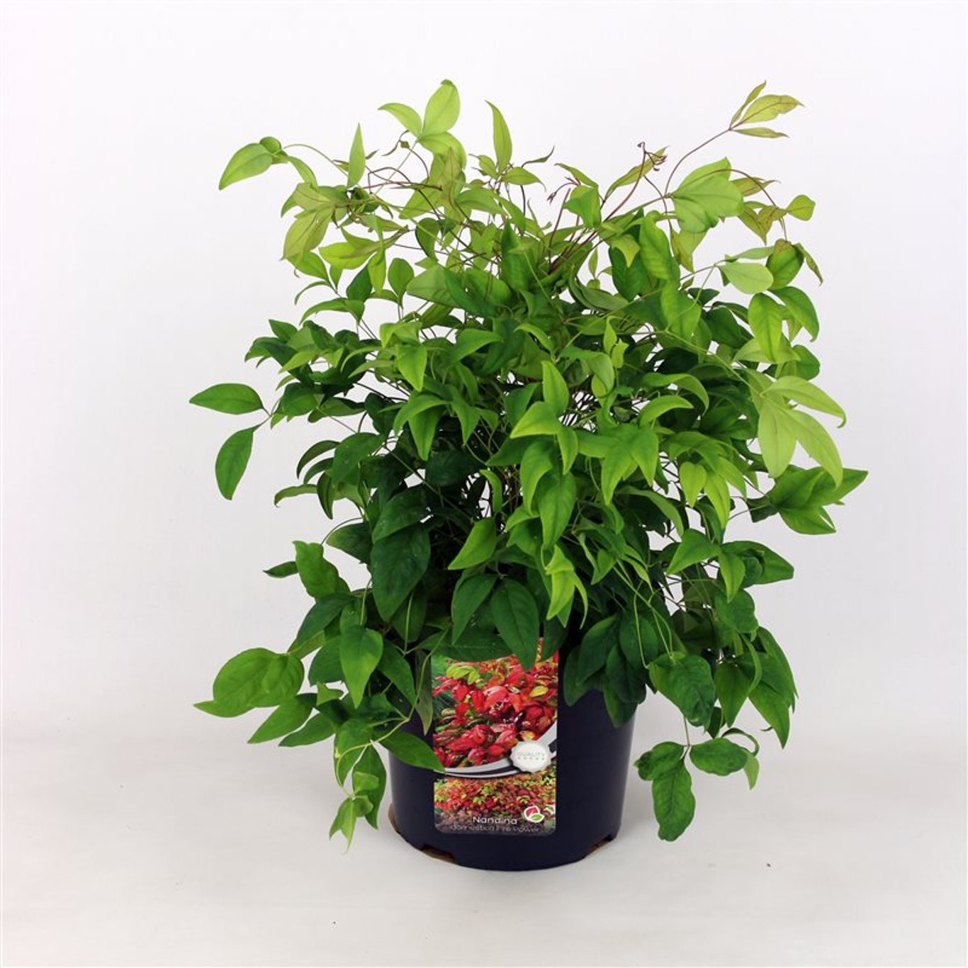 Nandina d. 'Firepower' - C12 40-50 CM