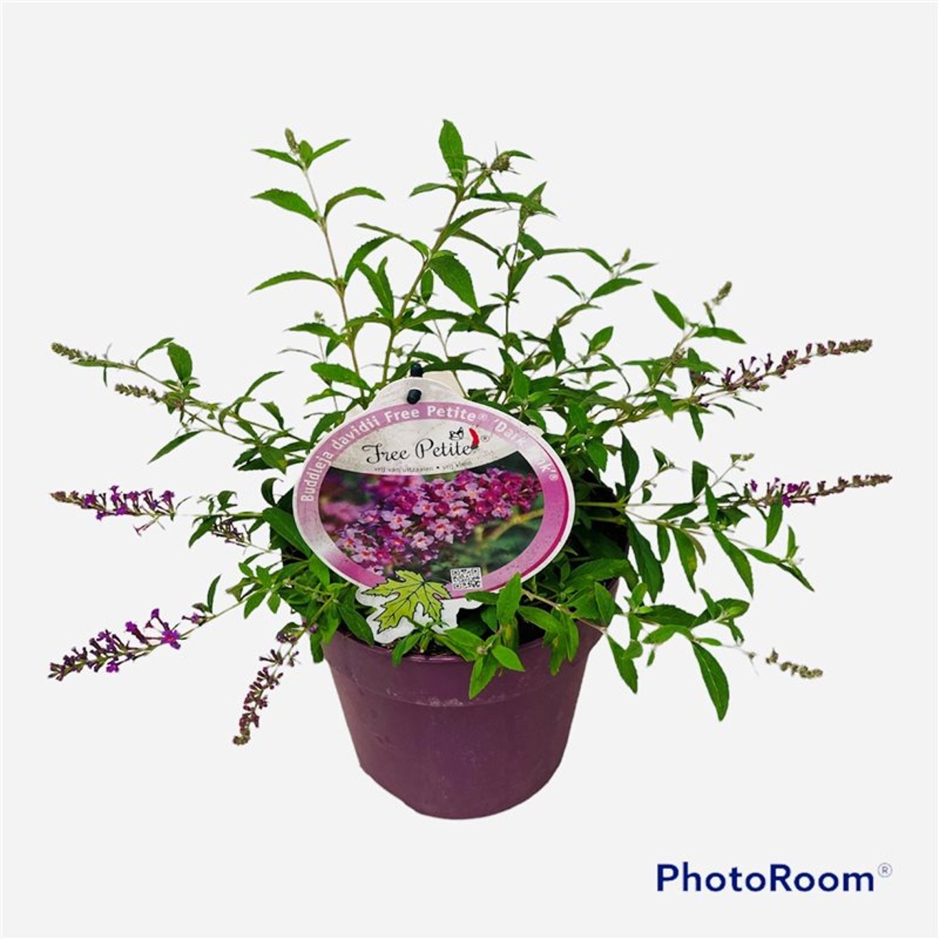 Buddleja Free Petite Dark Pink - C3