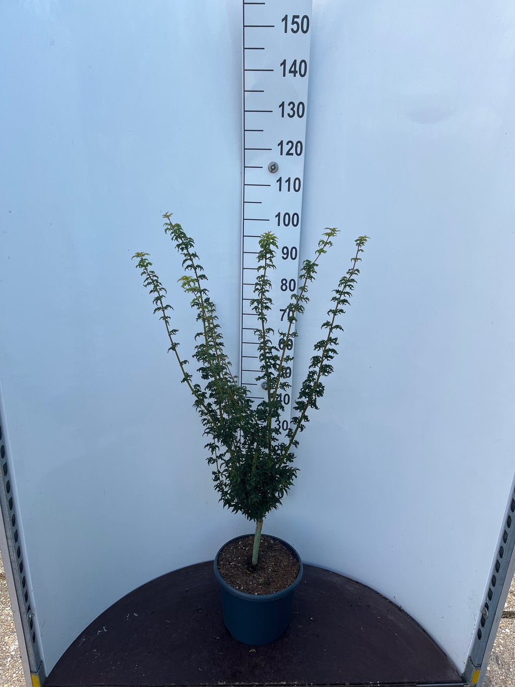 Acer pal. 'Shishigashira' - C10 50-60 CM