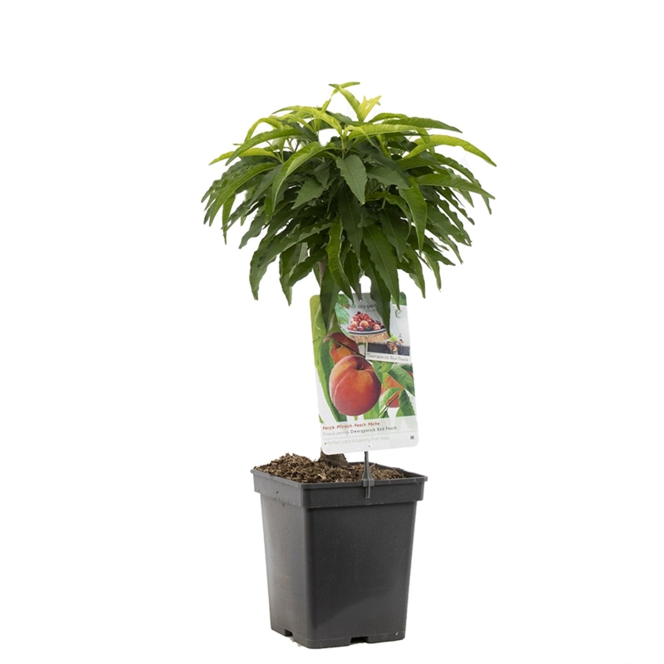 Prunus p. 'Red Peachy' - C5 60-80 CM Patio