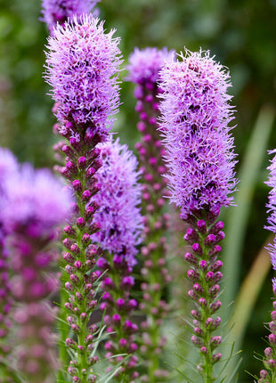 Rosenstav-Liatris Spicata 10-pakning