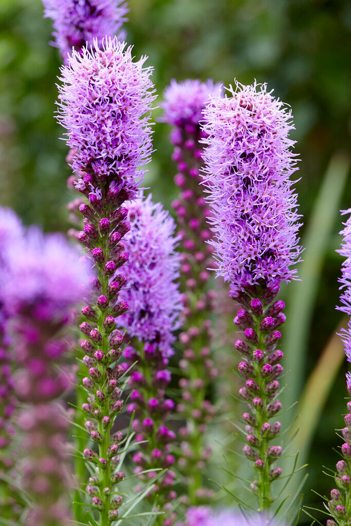Rosenstav-Liatris Spicata 10-pakning