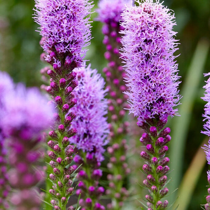 Rosenstav-Liatris Spicata 10-pakning