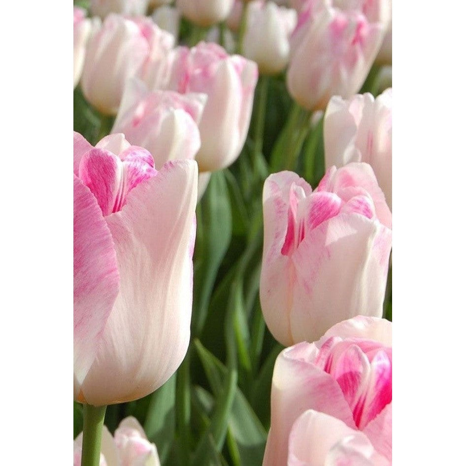 Tulipan 'Infinity' (NEW) 10-pakk