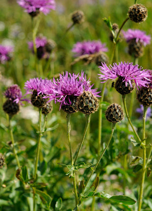 Centaurea Scabiosa 1-pakning