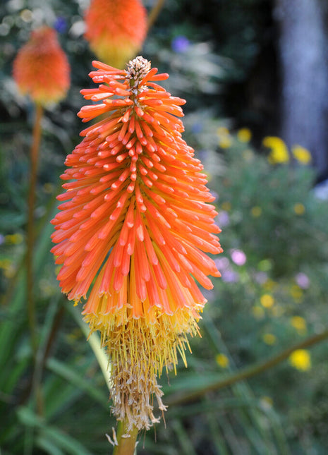 Fackellija-Kniphofia Uvaria 1-pakning