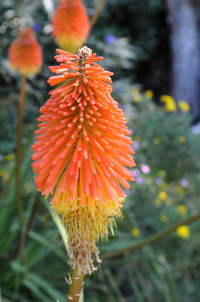 Fackellija-Kniphofia Uvaria 1-pakning