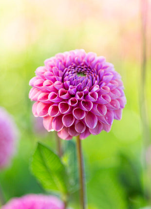 Dahlia Boll Caitlin's Joy 1-pakning NYHET