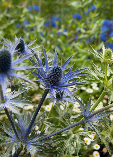 Thorn-Eryngium Big Blue 1-pakning