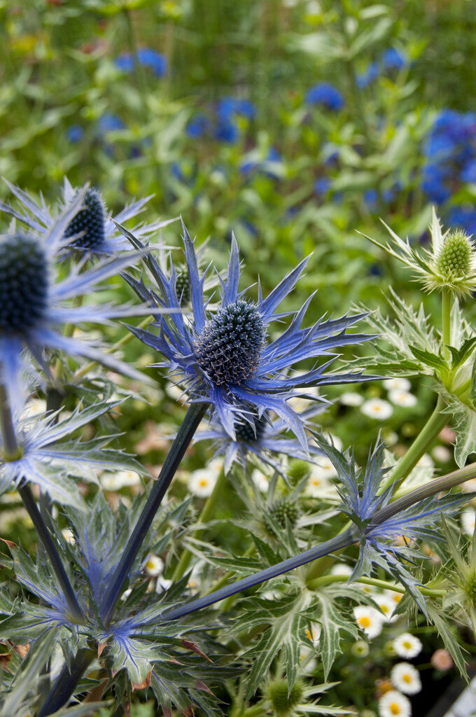 Thorn-Eryngium Big Blue 1-pakning