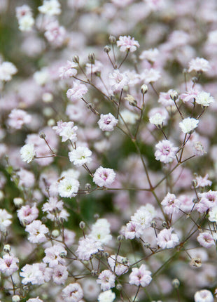 Brudeslør-Gypsophila Bristol Fairy 3-pakning