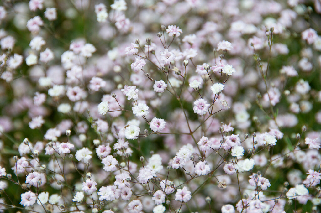 Brudeslør-Gypsophila Bristol Fairy 3-pakning