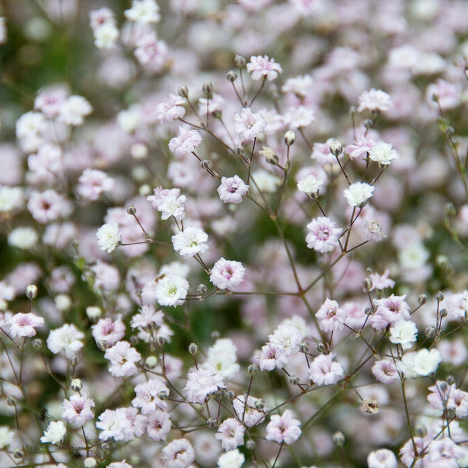 Brudefloks-Gypsophila Bristol Fairy 3-pakning