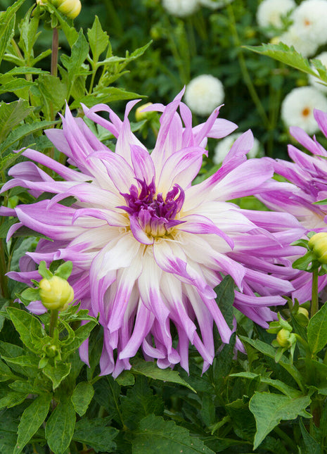 Dahlia Cactus Mingus Randy 1-pakning