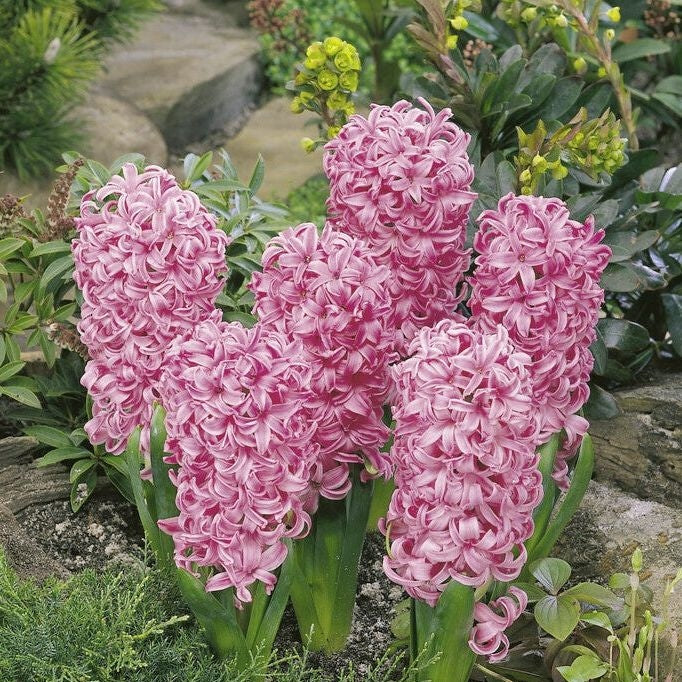 Svibel 'Pink Pearl' 5-pakning