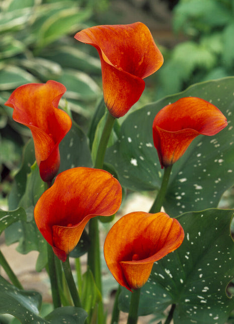 Zantedeschia Mango 1-pakning