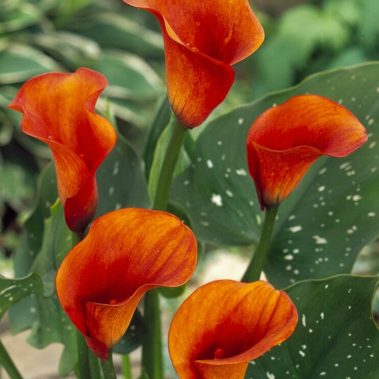 Zantedeschia Mango 1-pakning