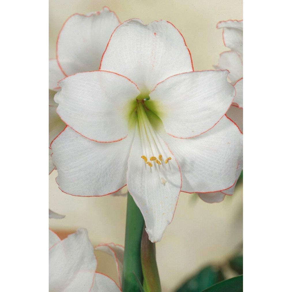 Amaryllis-Hippeastrum 'Picotee' 1-pakning