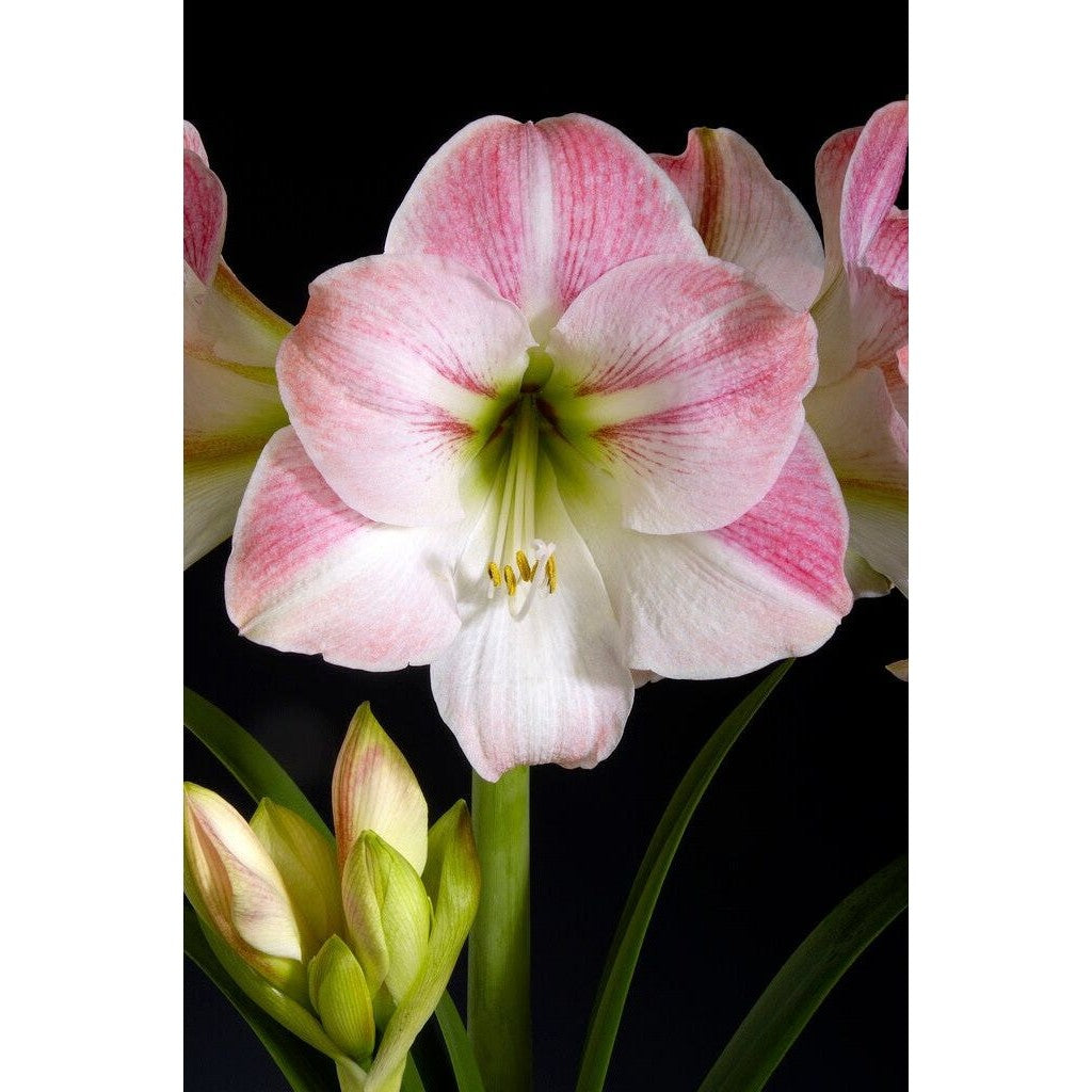 Amaryllis-Hippeastrum 'Apple Blossom' 1-pakning