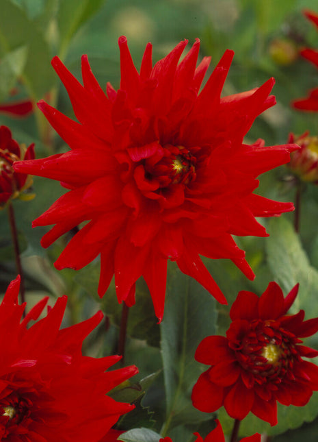 Dahlia Border Red Pigmy 1-pakning