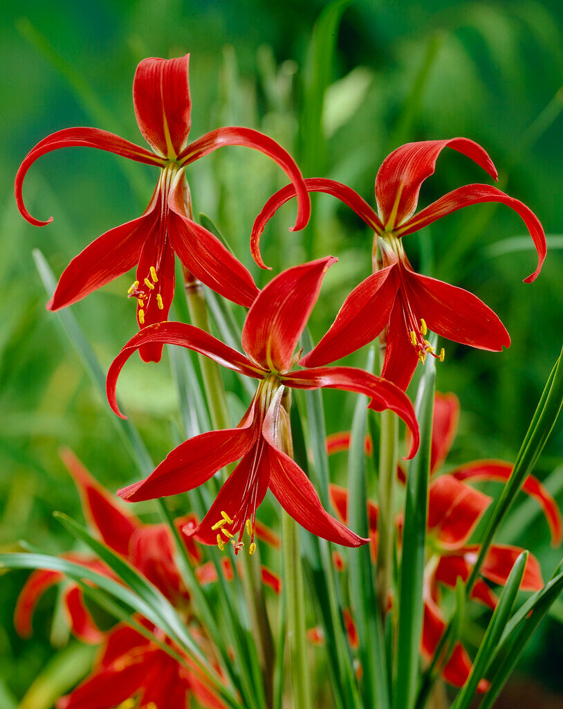 Sprekelia Formosissima 1-pakning