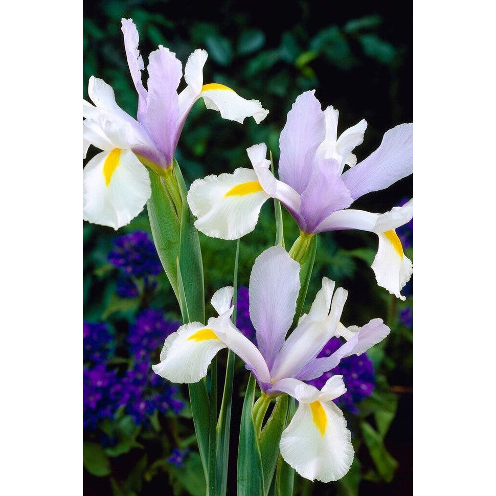 Nederlandsk iris - Iris hollandica 'Surprise' 10-pakning