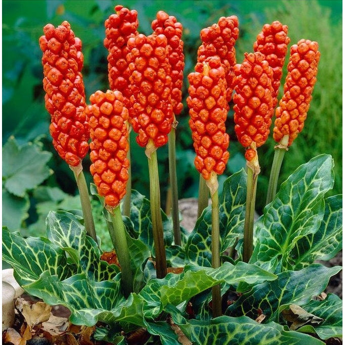 Italiensk munkehette - Arum Italicum 3-pakning