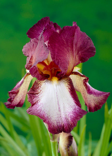 Tysk iris-Iris Germanica Crinoline 1-pakning