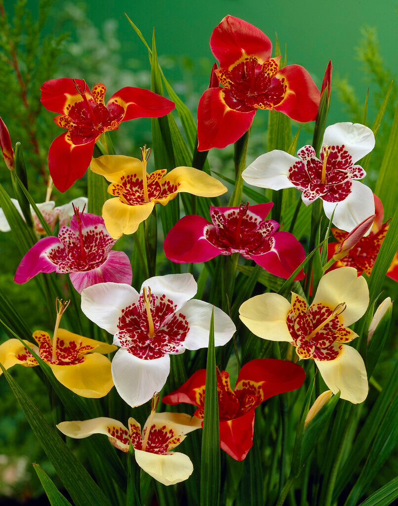 Tigridia Pavona Blandet 10-pakning