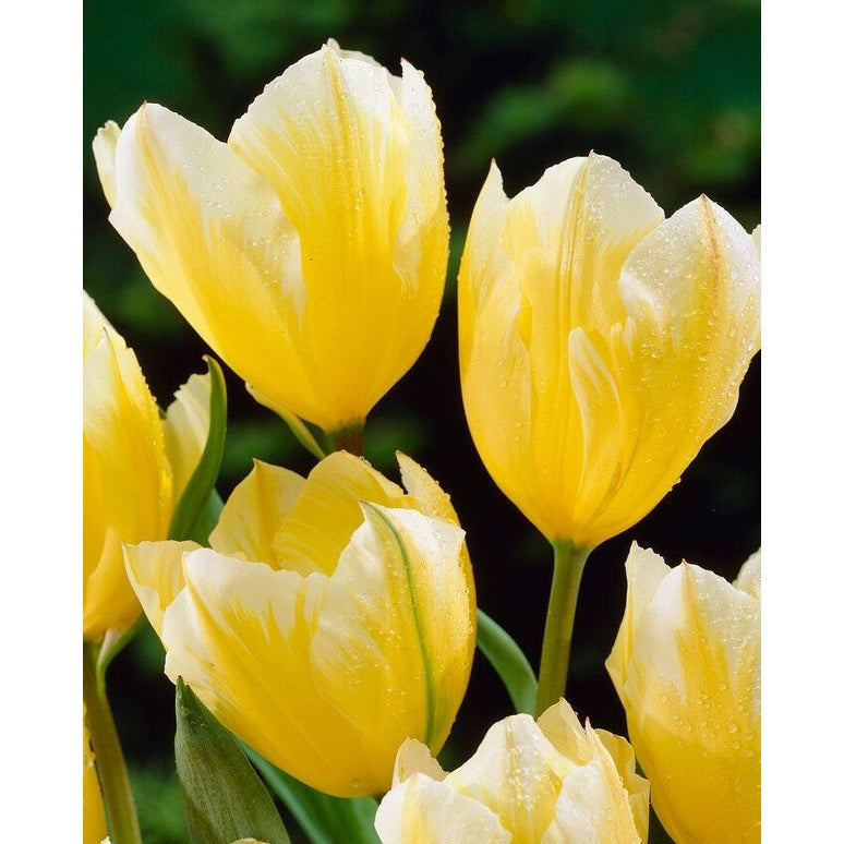 Tulipan Sweetheart 7-pakning
