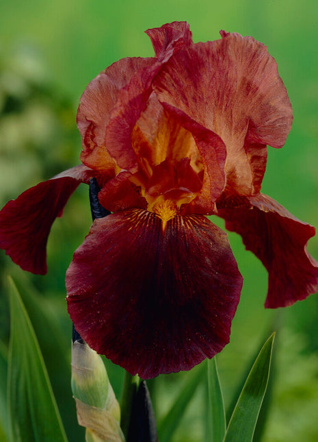 Tysk iris-Iris Germanica Ruby Mine 1-pakning