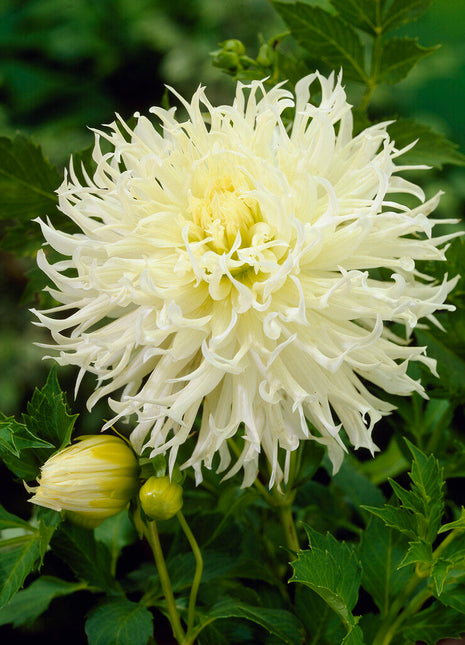 Dahlia Cactus Tsuki no Shisha 1-pakning