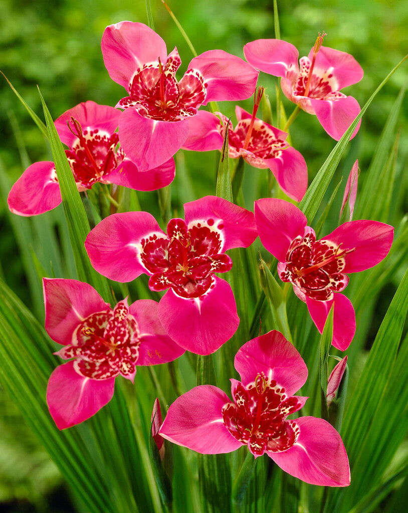 Tigridia Lilacea 10-pakning