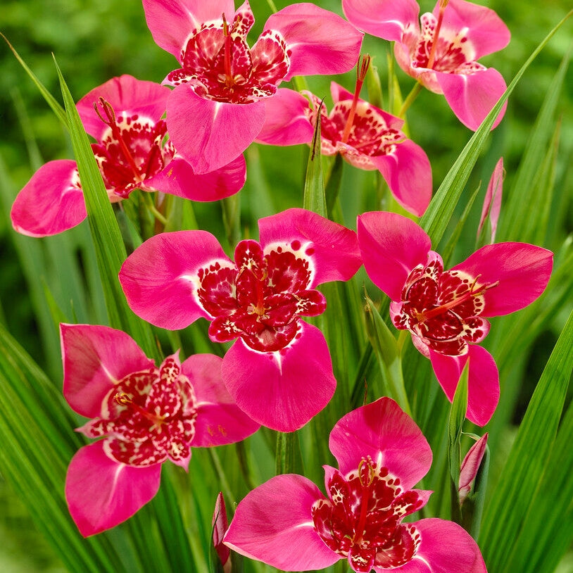 Tigridia Lilacea 10-pakning